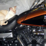 Wiley lounging on my Dyna.